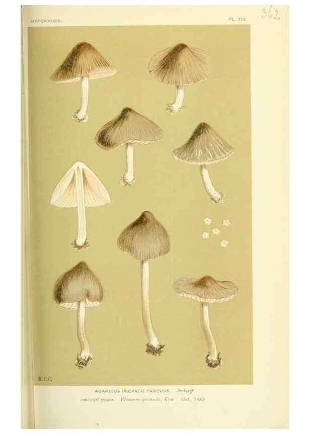 Reproducción/Reproduction 8723372068: Illustrations of British Fungi (Hymenomycetes), to serve as an atlas to the ""Handbook of British Fungi"".. LondonWilliams and Norgate1881-91