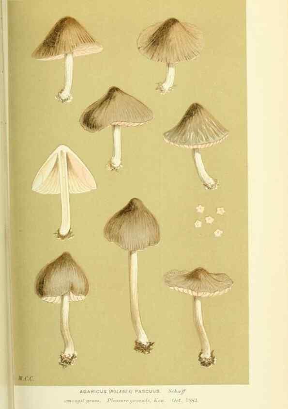 Reproducción/Reproduction 8723372068: Illustrations of British Fungi (Hymenomycetes), to serve as an atlas to the ""Handbook of British Fungi"".. LondonWilliams and Norgate1881-91