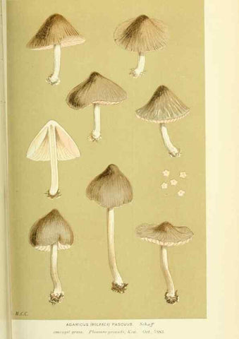 Reproducción/Reproduction 8723372068: Illustrations of British Fungi (Hymenomycetes), to serve as an atlas to the ""Handbook of British Fungi"".. LondonWilliams and Norgate1881-91