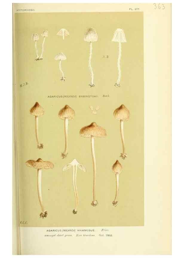 Reproducción/Reproduction 8723372426: Illustrations of British Fungi (Hymenomycetes), to serve as an atlas to the ""Handbook of British Fungi"".. LondonWilliams and Norgate1881-91