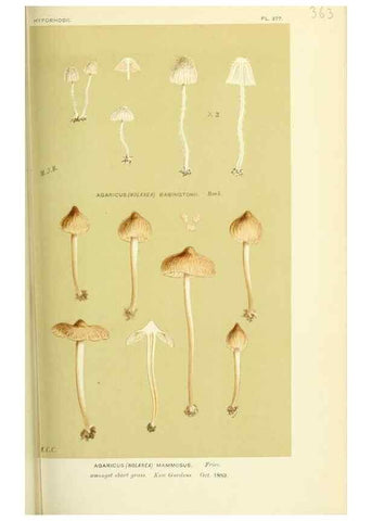 Reproducción/Reproduction 8723372426: Illustrations of British Fungi (Hymenomycetes), to serve as an atlas to the ""Handbook of British Fungi"".. LondonWilliams and Norgate1881-91