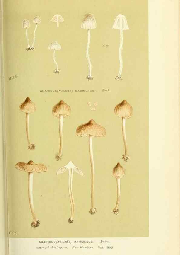 Reproducción/Reproduction 8723372426: Illustrations of British Fungi (Hymenomycetes), to serve as an atlas to the ""Handbook of British Fungi"".. LondonWilliams and Norgate1881-91