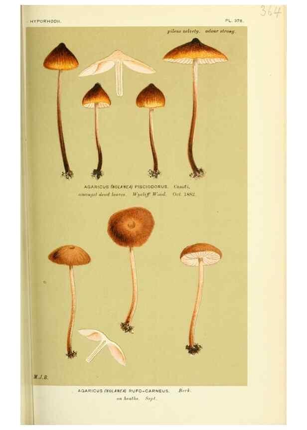 Reproducción/Reproduction 8722253255: Illustrations of British Fungi (Hymenomycetes), to serve as an atlas to the ""Handbook of British Fungi"".. LondonWilliams and Norgate1881-91