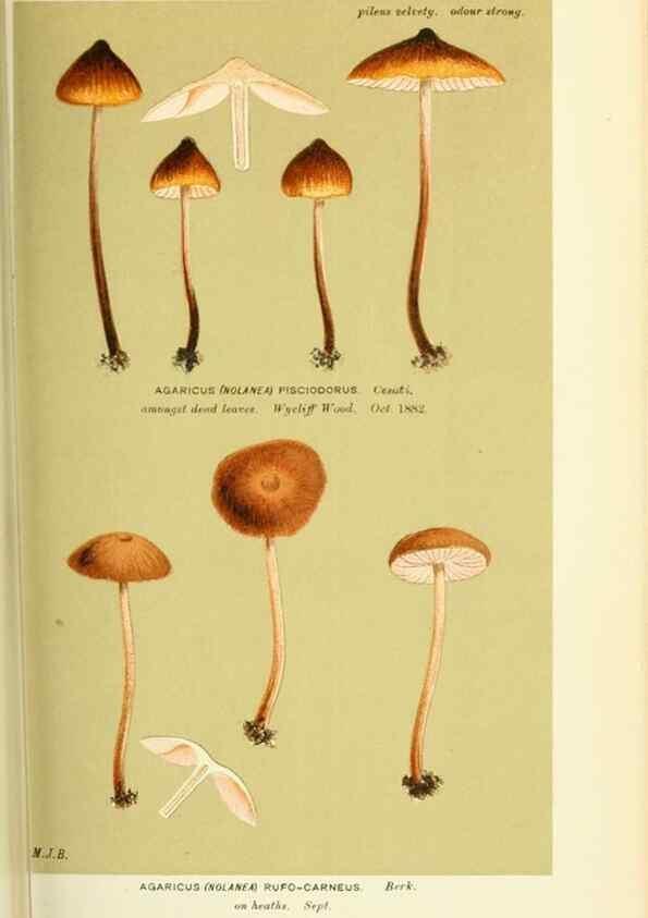 Reproducción/Reproduction 8722253255: Illustrations of British Fungi (Hymenomycetes), to serve as an atlas to the ""Handbook of British Fungi"".. LondonWilliams and Norgate1881-91