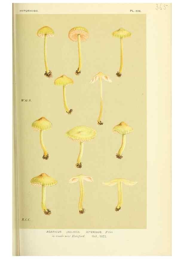 Reproducción/Reproduction 8723373076: Illustrations of British Fungi (Hymenomycetes), to serve as an atlas to the ""Handbook of British Fungi"".. LondonWilliams and Norgate1881-91