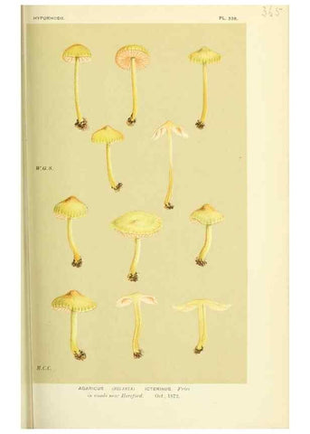 Reproducción/Reproduction 8723373076: Illustrations of British Fungi (Hymenomycetes), to serve as an atlas to the ""Handbook of British Fungi"".. LondonWilliams and Norgate1881-91