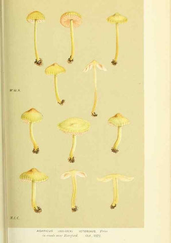 Reproducción/Reproduction 8723373076: Illustrations of British Fungi (Hymenomycetes), to serve as an atlas to the ""Handbook of British Fungi"".. LondonWilliams and Norgate1881-91
