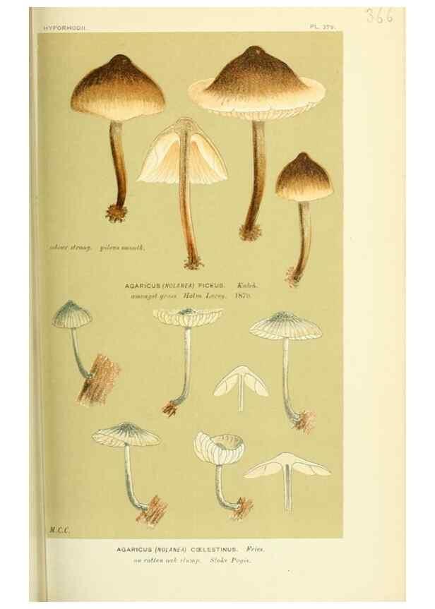 Reproducción/Reproduction 8723373432: Illustrations of British Fungi (Hymenomycetes), to serve as an atlas to the ""Handbook of British Fungi"".. LondonWilliams and Norgate1881-91
