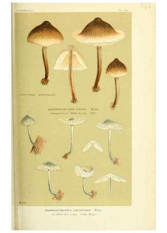 Reproducción/Reproduction 8723373432: Illustrations of British Fungi (Hymenomycetes), to serve as an atlas to the ""Handbook of British Fungi"".. LondonWilliams and Norgate1881-91