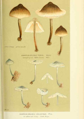 Reproducción/Reproduction 8723373432: Illustrations of British Fungi (Hymenomycetes), to serve as an atlas to the ""Handbook of British Fungi"".. LondonWilliams and Norgate1881-91