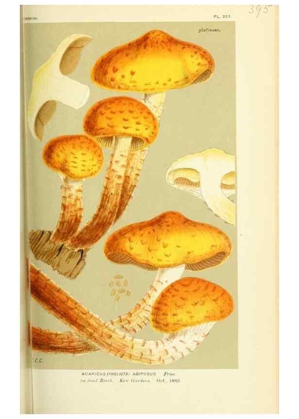 Reproducción/Reproduction 8723384624: Illustrations of British Fungi (Hymenomycetes), to serve as an atlas to the ""Handbook of British Fungi"".. LondonWilliams and Norgate1881-91