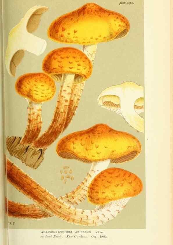 Reproducción/Reproduction 8723384624: Illustrations of British Fungi (Hymenomycetes), to serve as an atlas to the ""Handbook of British Fungi"".. LondonWilliams and Norgate1881-91