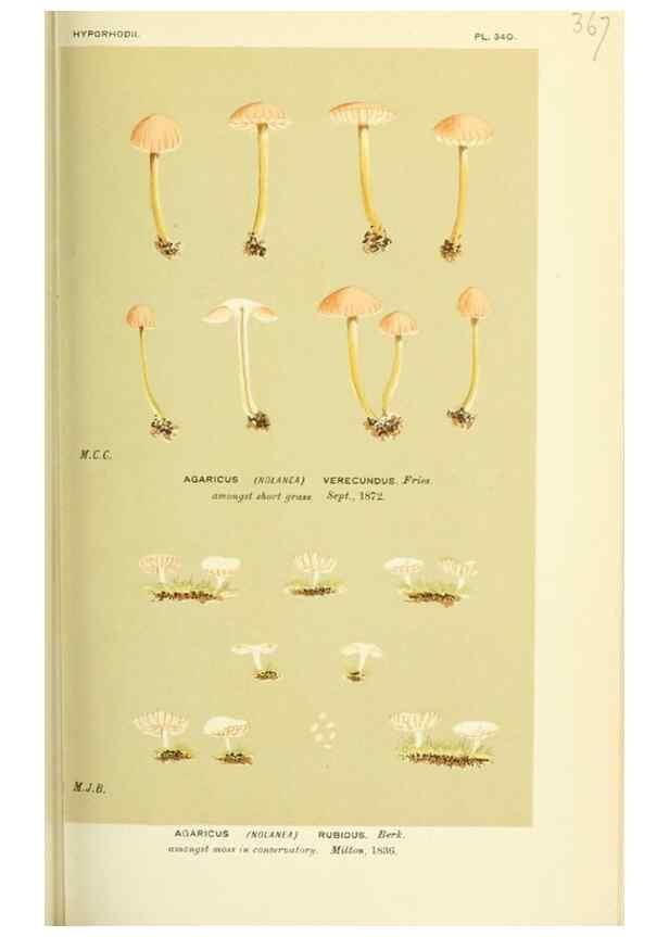 Reproducción/Reproduction 8722254187: Illustrations of British Fungi (Hymenomycetes), to serve as an atlas to the ""Handbook of British Fungi"".. LondonWilliams and Norgate1881-91
