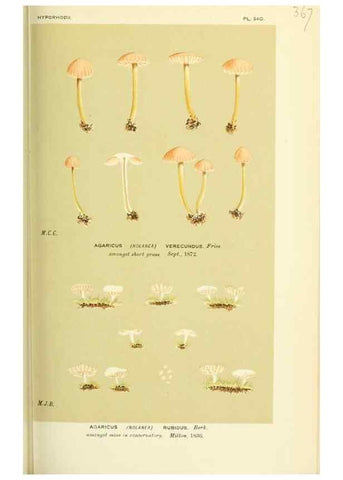 Reproducción/Reproduction 8722254187: Illustrations of British Fungi (Hymenomycetes), to serve as an atlas to the ""Handbook of British Fungi"".. LondonWilliams and Norgate1881-91