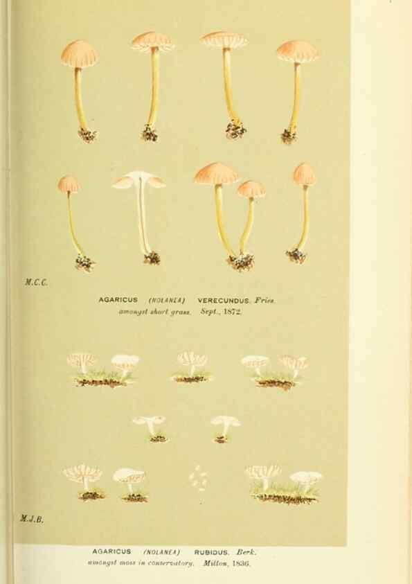 Reproducción/Reproduction 8722254187: Illustrations of British Fungi (Hymenomycetes), to serve as an atlas to the ""Handbook of British Fungi"".. LondonWilliams and Norgate1881-91