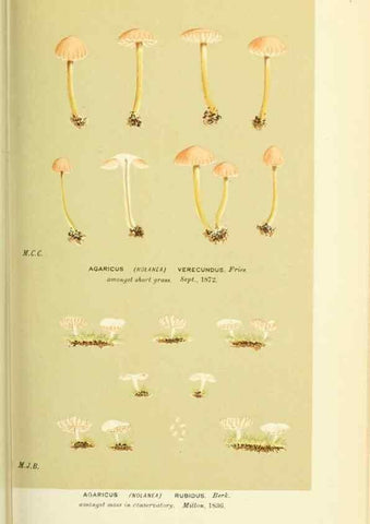 Reproducción/Reproduction 8722254187: Illustrations of British Fungi (Hymenomycetes), to serve as an atlas to the ""Handbook of British Fungi"".. LondonWilliams and Norgate1881-91