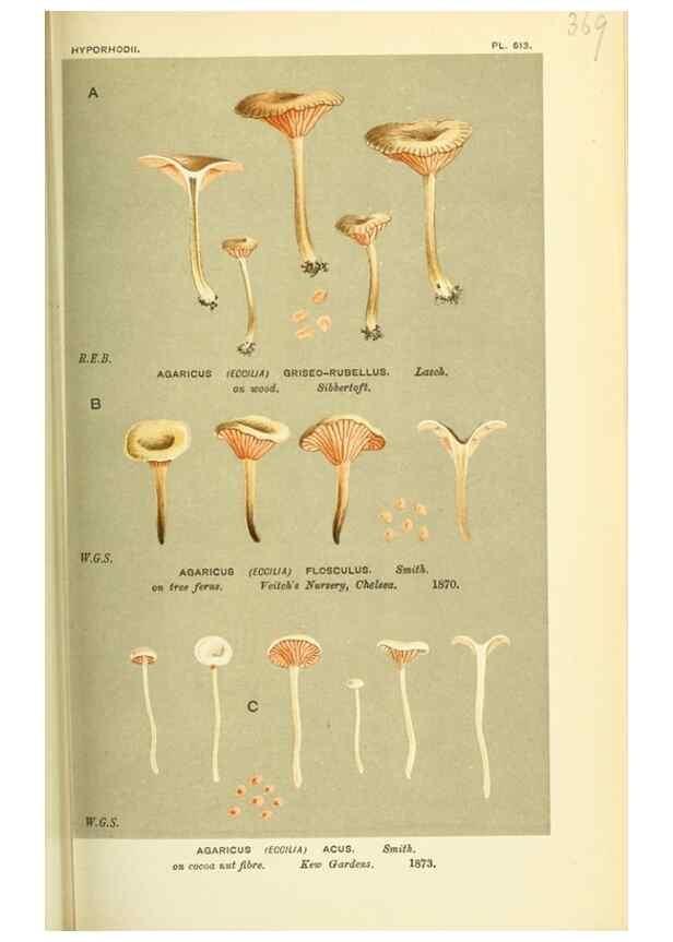 Reproducción/Reproduction 8722254839: Illustrations of British Fungi (Hymenomycetes), to serve as an atlas to the ""Handbook of British Fungi"".. LondonWilliams and Norgate1881-91
