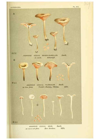 Reproducción/Reproduction 8722254839: Illustrations of British Fungi (Hymenomycetes), to serve as an atlas to the ""Handbook of British Fungi"".. LondonWilliams and Norgate1881-91