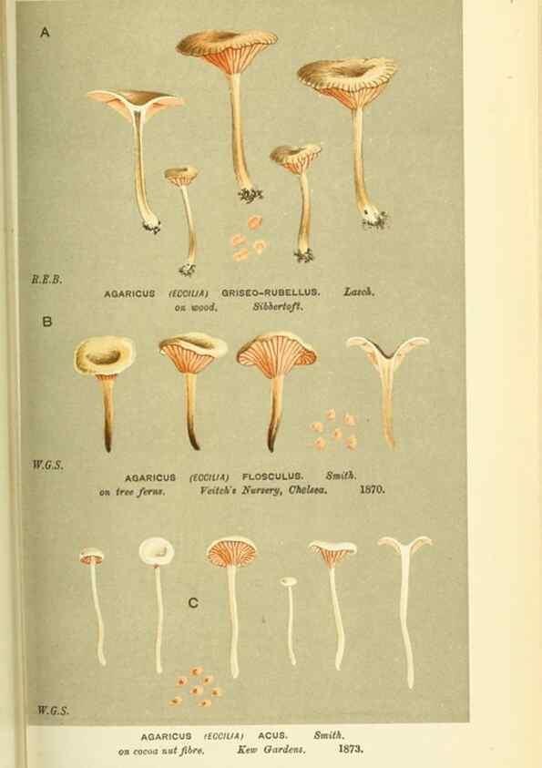 Reproducción/Reproduction 8722254839: Illustrations of British Fungi (Hymenomycetes), to serve as an atlas to the ""Handbook of British Fungi"".. LondonWilliams and Norgate1881-91
