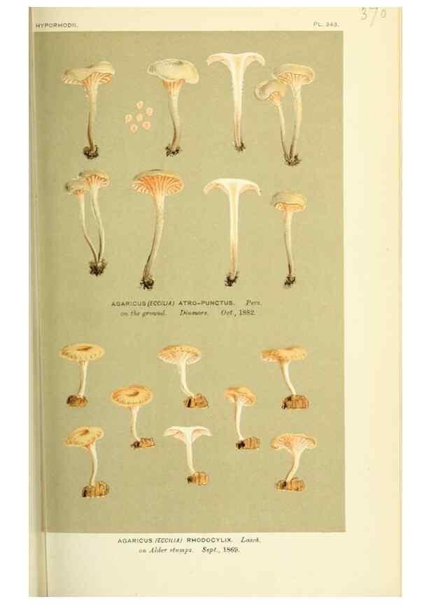 Reproducción/Reproduction 8722255255: Illustrations of British Fungi (Hymenomycetes), to serve as an atlas to the ""Handbook of British Fungi"".. LondonWilliams and Norgate1881-91
