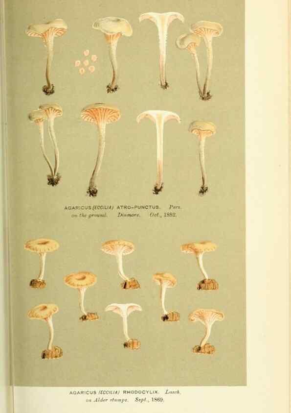 Reproducción/Reproduction 8722255255: Illustrations of British Fungi (Hymenomycetes), to serve as an atlas to the ""Handbook of British Fungi"".. LondonWilliams and Norgate1881-91