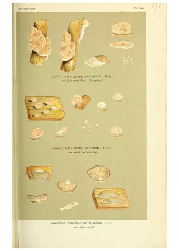 Reproducción/Reproduction 8722255649: Illustrations of British Fungi (Hymenomycetes), to serve as an atlas to the ""Handbook of British Fungi"".. LondonWilliams and Norgate1881-91