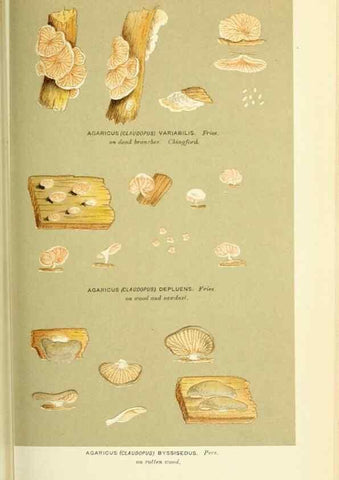 Reproducción/Reproduction 8722255649: Illustrations of British Fungi (Hymenomycetes), to serve as an atlas to the ""Handbook of British Fungi"".. LondonWilliams and Norgate1881-91