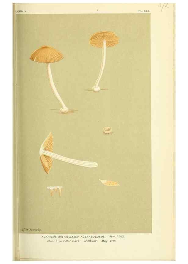 Reproducción/Reproduction 8722255955: Illustrations of British Fungi (Hymenomycetes), to serve as an atlas to the ""Handbook of British Fungi"".. LondonWilliams and Norgate1881-91