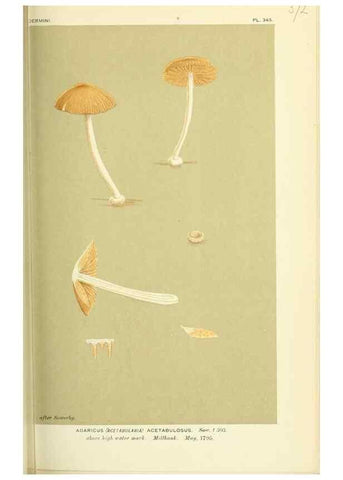 Reproducción/Reproduction 8722255955: Illustrations of British Fungi (Hymenomycetes), to serve as an atlas to the ""Handbook of British Fungi"".. LondonWilliams and Norgate1881-91