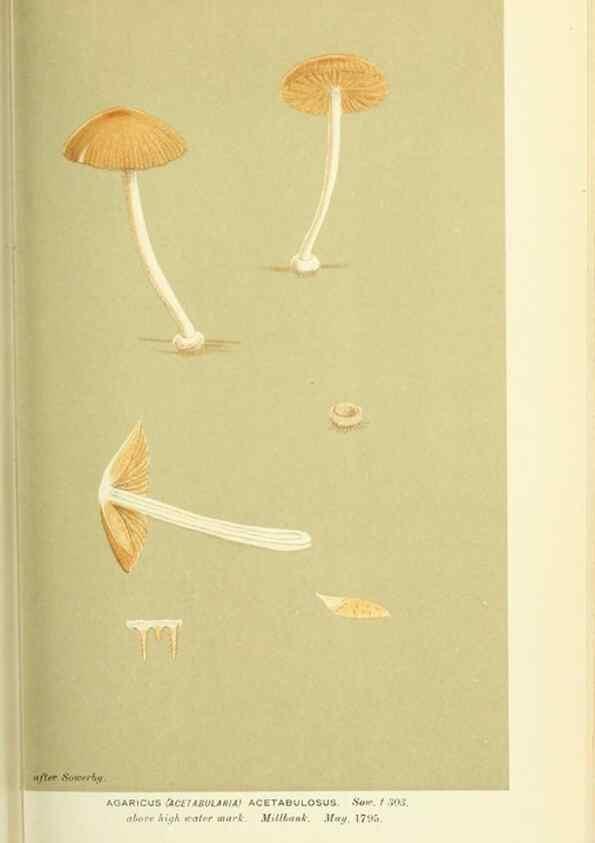 Reproducción/Reproduction 8722255955: Illustrations of British Fungi (Hymenomycetes), to serve as an atlas to the ""Handbook of British Fungi"".. LondonWilliams and Norgate1881-91