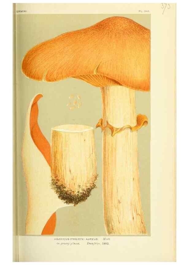 Reproducción/Reproduction 8722256283: Illustrations of British Fungi (Hymenomycetes), to serve as an atlas to the ""Handbook of British Fungi"".. LondonWilliams and Norgate1881-91