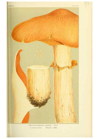 Reproducción/Reproduction 8722256283: Illustrations of British Fungi (Hymenomycetes), to serve as an atlas to the ""Handbook of British Fungi"".. LondonWilliams and Norgate1881-91