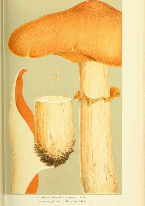 Reproducción/Reproduction 8722256283: Illustrations of British Fungi (Hymenomycetes), to serve as an atlas to the ""Handbook of British Fungi"".. LondonWilliams and Norgate1881-91