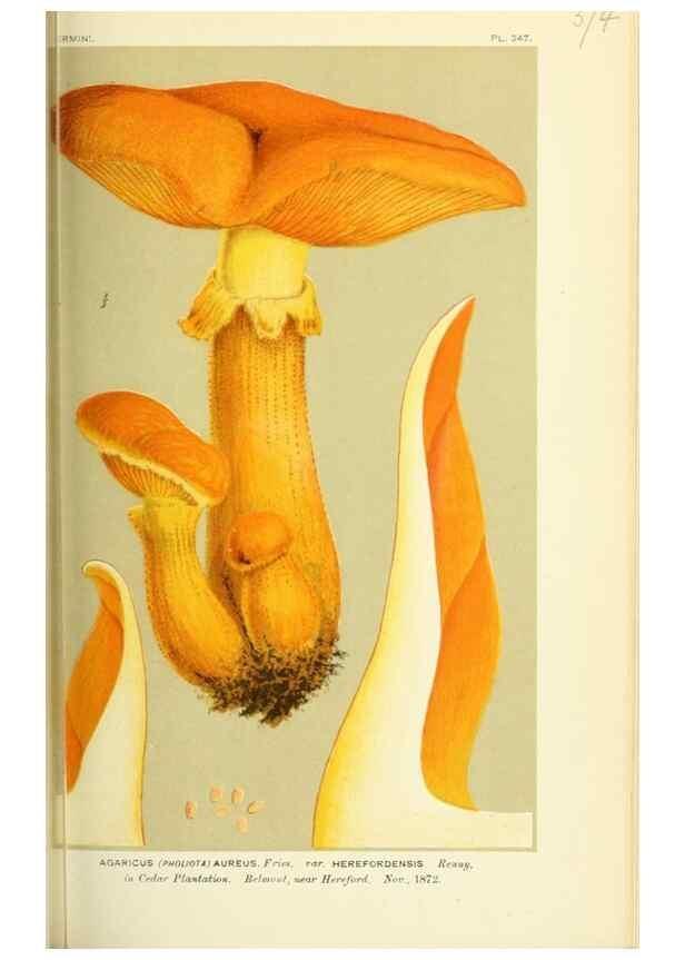 Reproducción/Reproduction 8723376160: Illustrations of British Fungi (Hymenomycetes), to serve as an atlas to the ""Handbook of British Fungi"".. LondonWilliams and Norgate1881-91