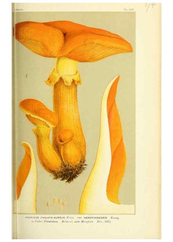 Reproducción/Reproduction 8723376160: Illustrations of British Fungi (Hymenomycetes), to serve as an atlas to the ""Handbook of British Fungi"".. LondonWilliams and Norgate1881-91