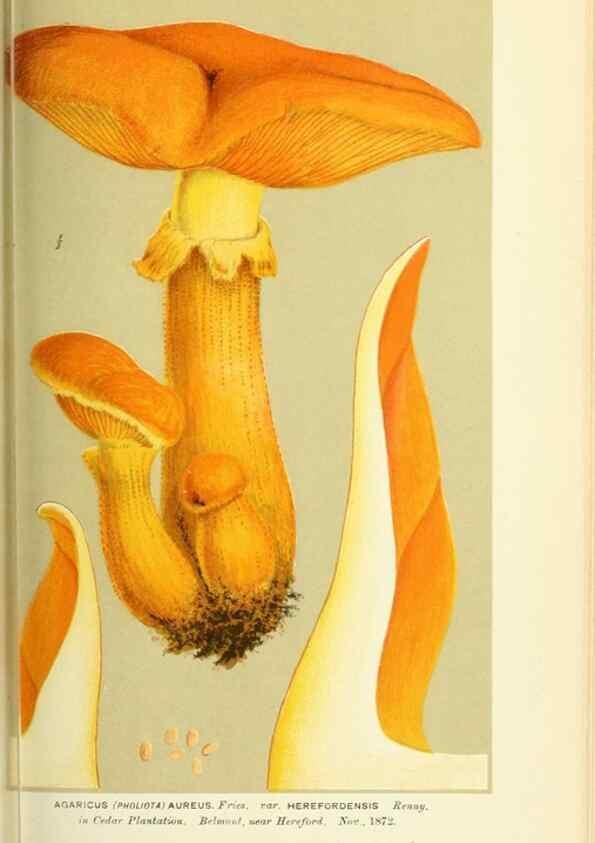 Reproducción/Reproduction 8723376160: Illustrations of British Fungi (Hymenomycetes), to serve as an atlas to the ""Handbook of British Fungi"".. LondonWilliams and Norgate1881-91