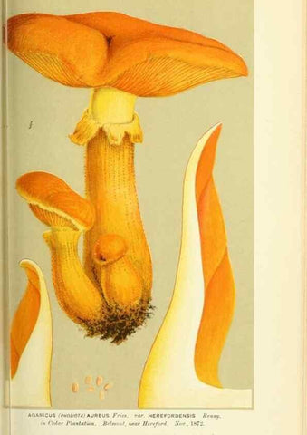 Reproducción/Reproduction 8723376160: Illustrations of British Fungi (Hymenomycetes), to serve as an atlas to the ""Handbook of British Fungi"".. LondonWilliams and Norgate1881-91
