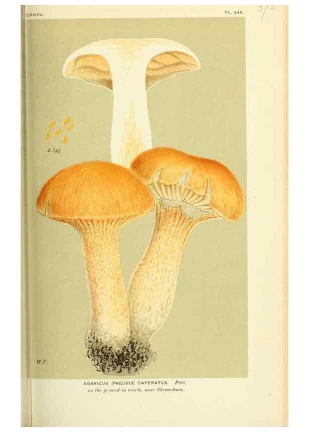Reproducción/Reproduction 8722256939: Illustrations of British Fungi (Hymenomycetes), to serve as an atlas to the ""Handbook of British Fungi"".. LondonWilliams and Norgate1881-91
