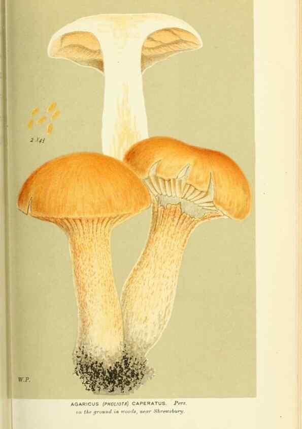 Reproducción/Reproduction 8722256939: Illustrations of British Fungi (Hymenomycetes), to serve as an atlas to the ""Handbook of British Fungi"".. LondonWilliams and Norgate1881-91