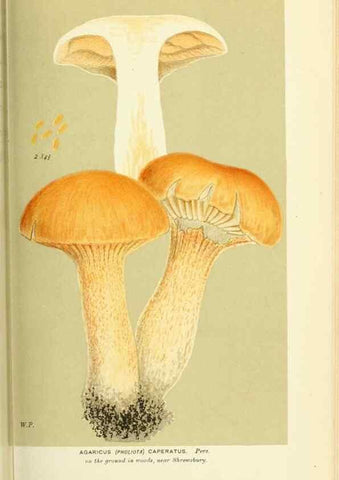 Reproducción/Reproduction 8722256939: Illustrations of British Fungi (Hymenomycetes), to serve as an atlas to the ""Handbook of British Fungi"".. LondonWilliams and Norgate1881-91