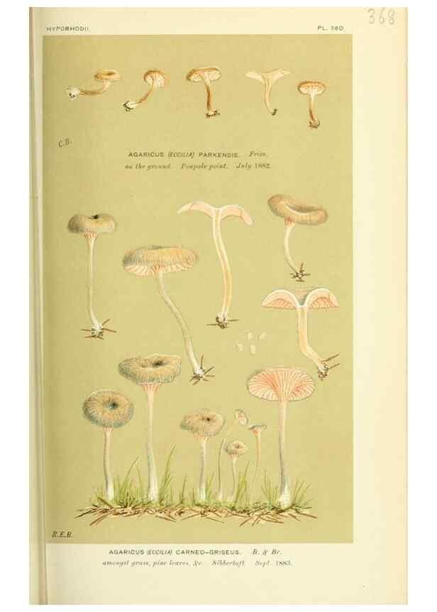 Reproducción/Reproduction 8723374048: Illustrations of British Fungi (Hymenomycetes), to serve as an atlas to the ""Handbook of British Fungi"".. LondonWilliams and Norgate1881-91