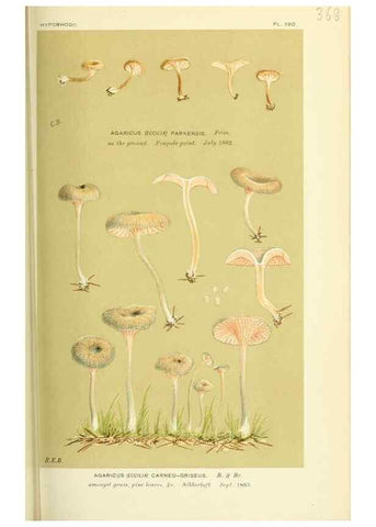 Reproducción/Reproduction 8723374048: Illustrations of British Fungi (Hymenomycetes), to serve as an atlas to the ""Handbook of British Fungi"".. LondonWilliams and Norgate1881-91