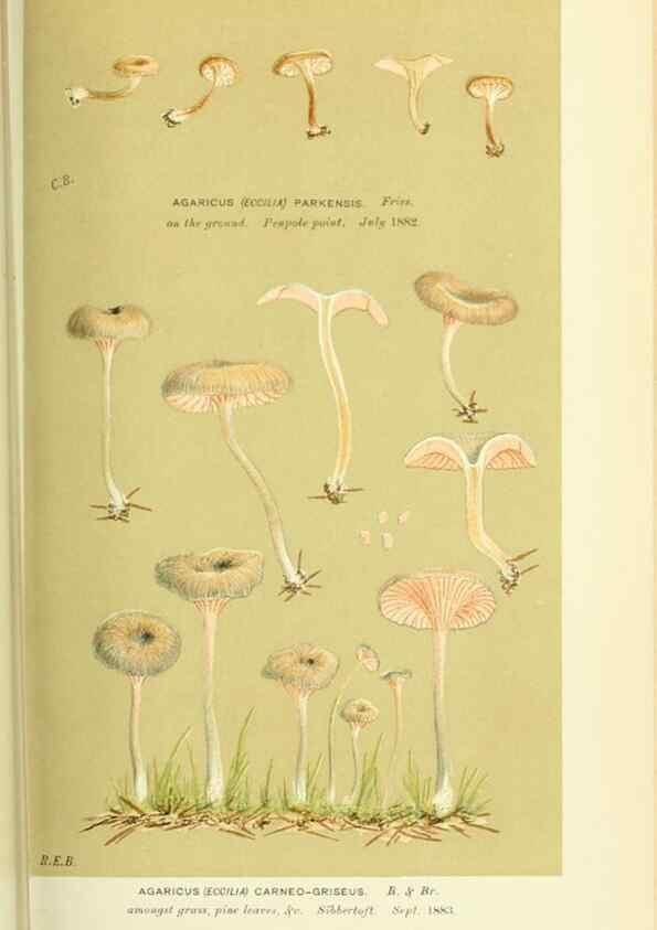 Reproducción/Reproduction 8723374048: Illustrations of British Fungi (Hymenomycetes), to serve as an atlas to the ""Handbook of British Fungi"".. LondonWilliams and Norgate1881-91
