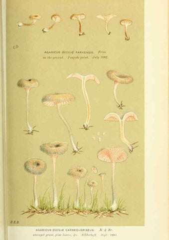 Reproducción/Reproduction 8723374048: Illustrations of British Fungi (Hymenomycetes), to serve as an atlas to the ""Handbook of British Fungi"".. LondonWilliams and Norgate1881-91