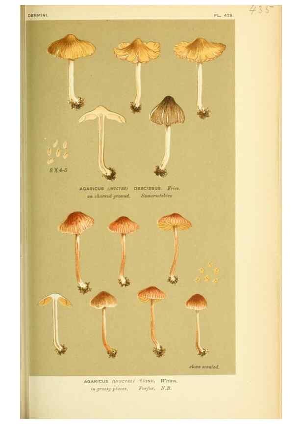 Reproducción/Reproduction 8723398758: Illustrations of British Fungi (Hymenomycetes), to serve as an atlas to the ""Handbook of British Fungi"".. LondonWilliams and Norgate1881-91