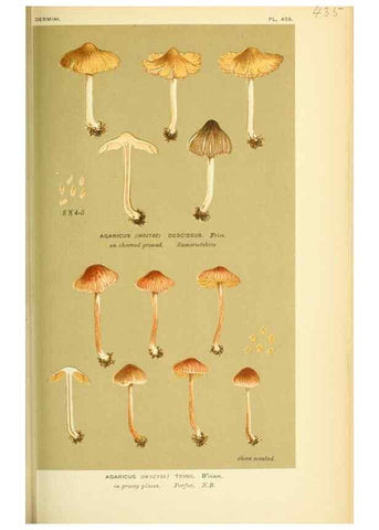 Reproducción/Reproduction 8723398758: Illustrations of British Fungi (Hymenomycetes), to serve as an atlas to the ""Handbook of British Fungi"".. LondonWilliams and Norgate1881-91