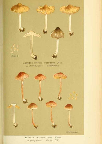 Reproducción/Reproduction 8723398758: Illustrations of British Fungi (Hymenomycetes), to serve as an atlas to the ""Handbook of British Fungi"".. LondonWilliams and Norgate1881-91
