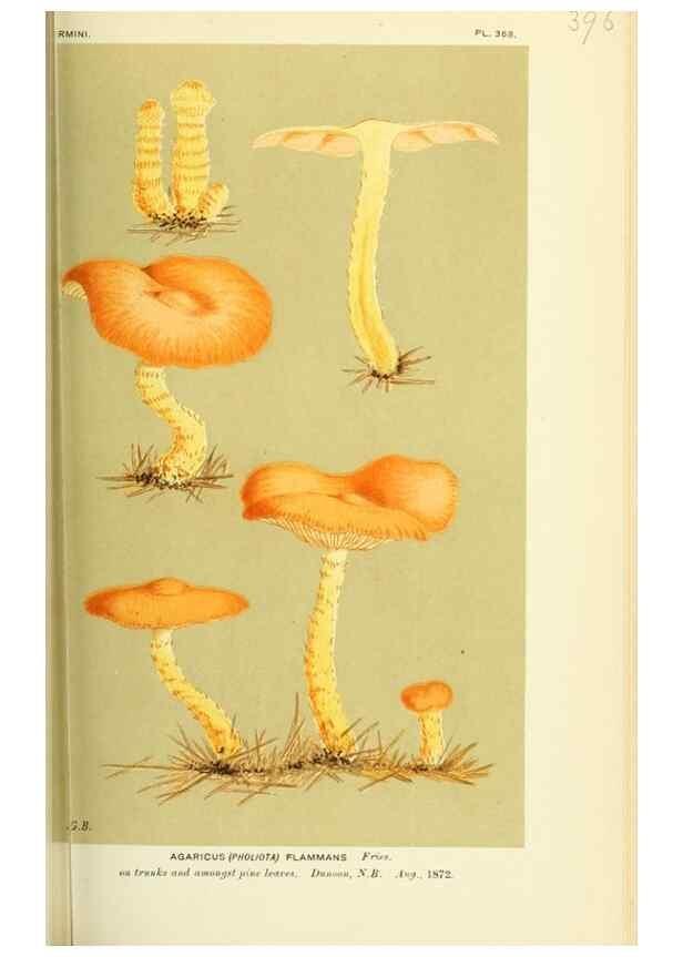 Reproducción/Reproduction 8722265275: Illustrations of British Fungi (Hymenomycetes), to serve as an atlas to the ""Handbook of British Fungi"".. LondonWilliams and Norgate1881-91