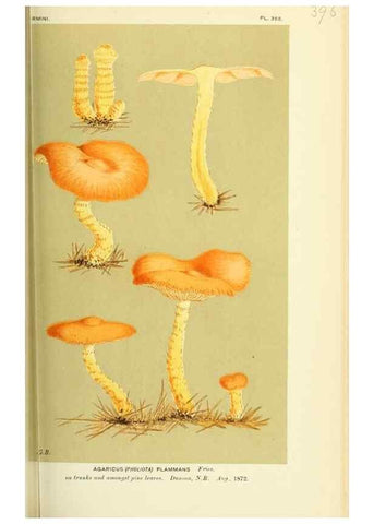 Reproducción/Reproduction 8722265275: Illustrations of British Fungi (Hymenomycetes), to serve as an atlas to the ""Handbook of British Fungi"".. LondonWilliams and Norgate1881-91