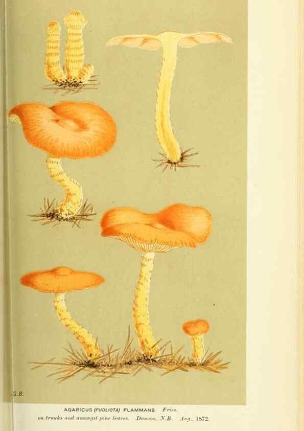 Reproducción/Reproduction 8722265275: Illustrations of British Fungi (Hymenomycetes), to serve as an atlas to the ""Handbook of British Fungi"".. LondonWilliams and Norgate1881-91